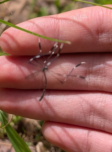 Unknown species found near Athens, GA 30605, USA
