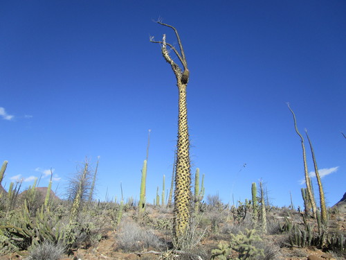 Boojum tree