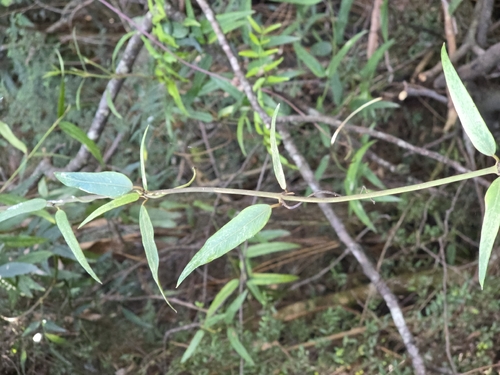 Mountain Silkpod (Parsonsia brownii)