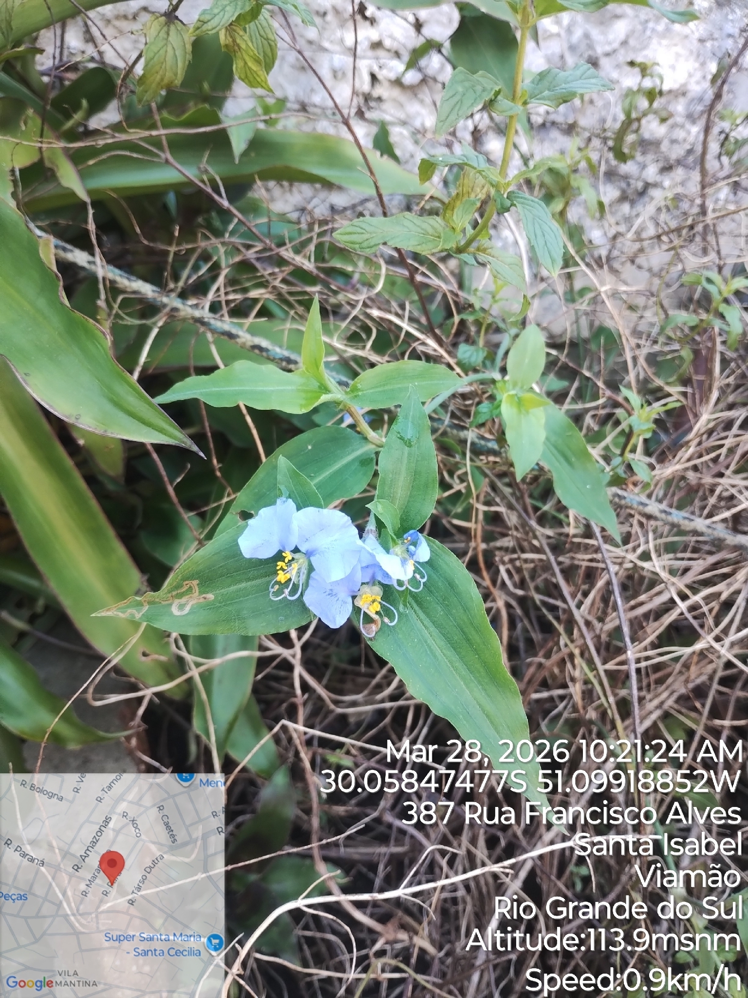 Commelina erecta