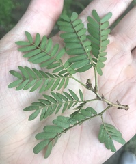Calliandra magdalenae
