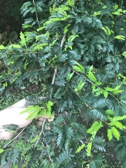 Calliandra magdalenae