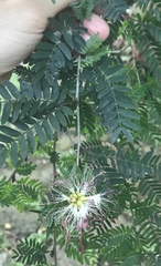 Calliandra magdalenae
