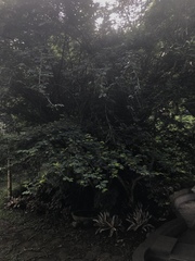 Calliandra magdalenae