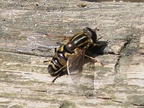Unknown species found near Illinois, US