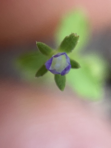 Southern Bluecup (Githopsis diffusa)