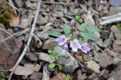Cardamine nuttallii
