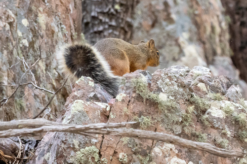 Chiricahua Fox Squirrel observed by mnwild