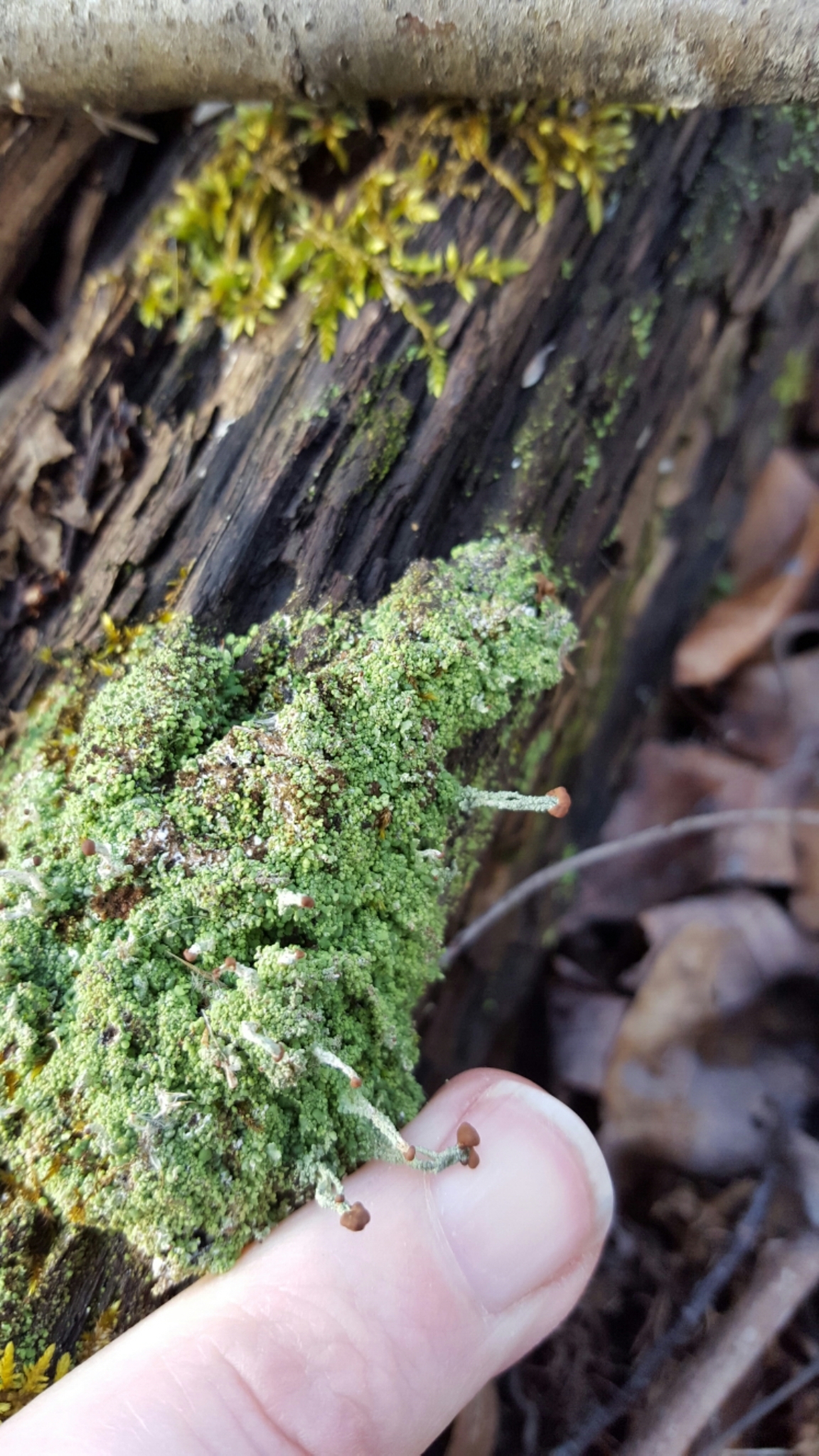 Cladonia peziziformis image