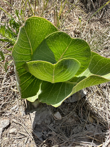 broadleaf milkweed