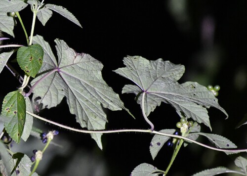Camonea vitifolia observed 2026-02-08