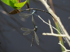 Lestes eurinus