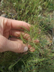 Cordylanthus rigidus