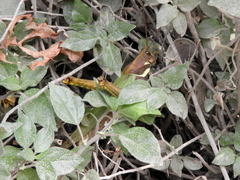 Coryacris angustipennis