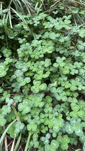 white clover