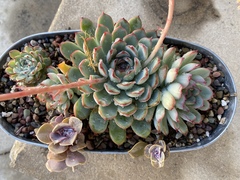 Echeveria pulidonis