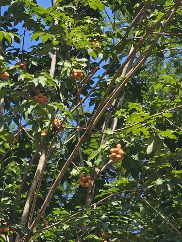 Talisia esculenta