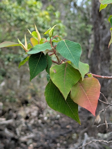 Homalanthus populifolius observed 2026-03-29