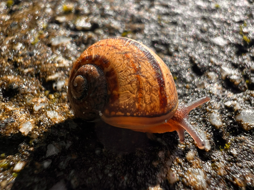 Cornu aspersum