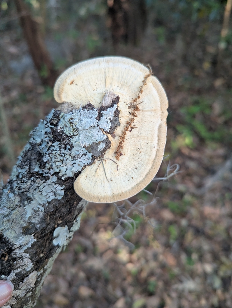 Trametes lactinea · March 2026 · photo: © brewbooks (iNaturalist, cc-by)