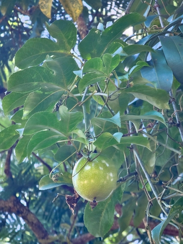 common passionfruit