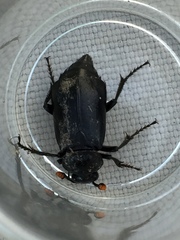Nicrophorus nigrita