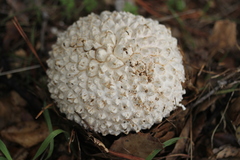 Calvatia sculpta