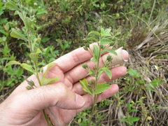 Capraria biflora image