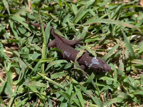 Gehyra mutilata observed 2026-03-29