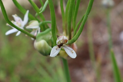Unknown species found near Lions Park, Niceville, FL, USA