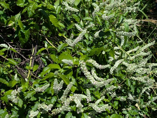 Squirrel's Tail (Justicia betonica)