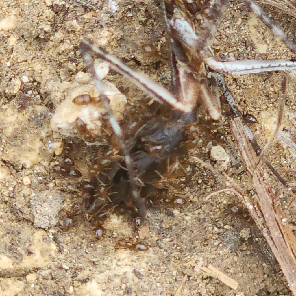 Seaside Rover Ant Seaside Rover Ant from South Abaco, The Bahamas on March 29, 2026 at 11 ...