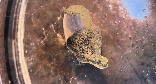 Haminoea succinea observed 2026-03-29