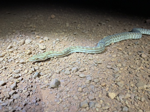 Children's Python