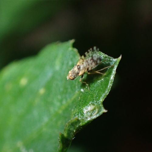 Unknown species found near Holiday, FL 34691, USA