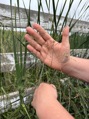 American manna grass (Glyceria grandis)