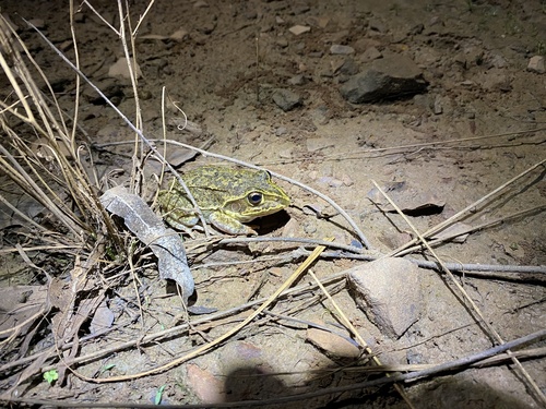 Giant Burrowing Frog