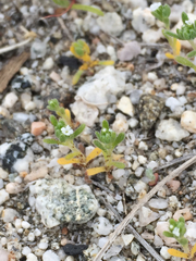 Eremocarya micrantha