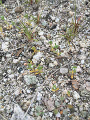 Eremocarya micrantha