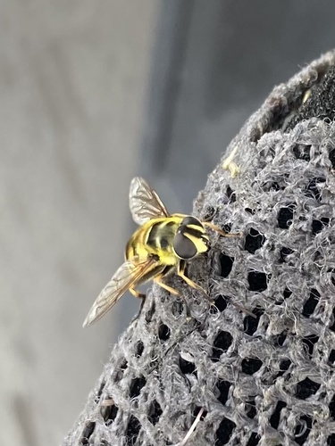 Unknown species found near E Cotati Ave, Rohnert Park, CA, US