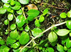 Epilobium nerteroides