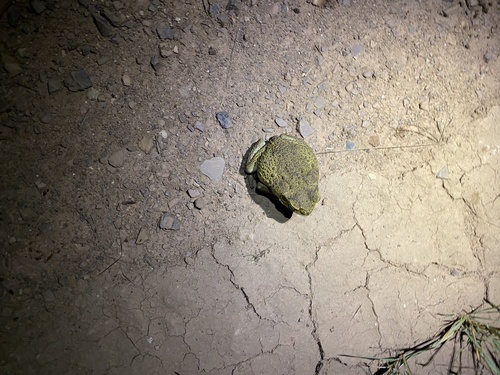 Cane Toad