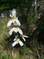 Chloraea longipetala
