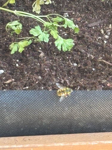 Unknown species found near Vineyard Dr, San Rafael, CA, US