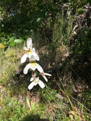 Chloraea longipetala