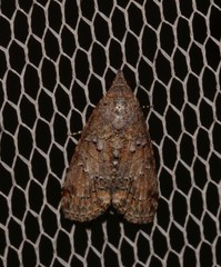 Lophoptera hemithyris