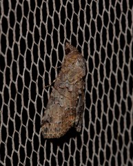 Lophoptera hemithyris