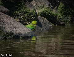 Neophema chrysogaster