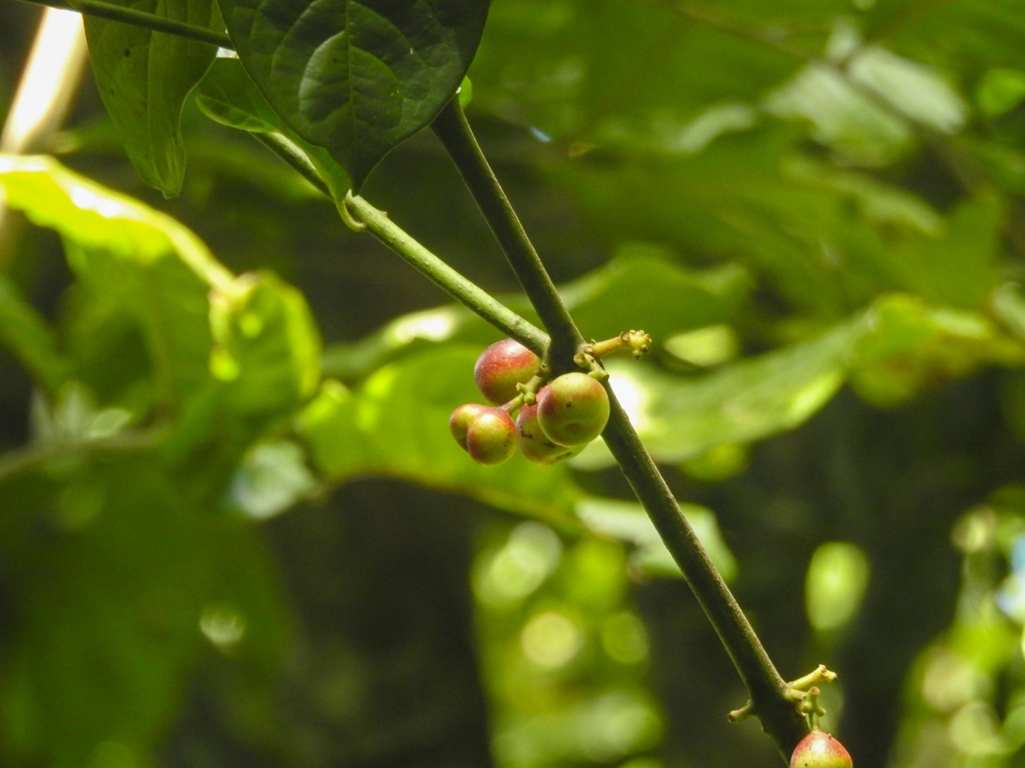 Siparuna guianensis