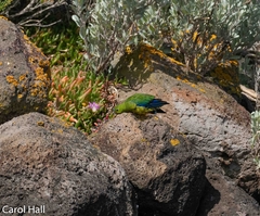 Neophema chrysogaster